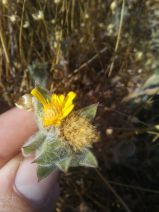 Heterotheca sessiliflora ssp. bolanderi