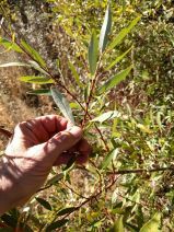 Salix eriocephala var. ligulifolia