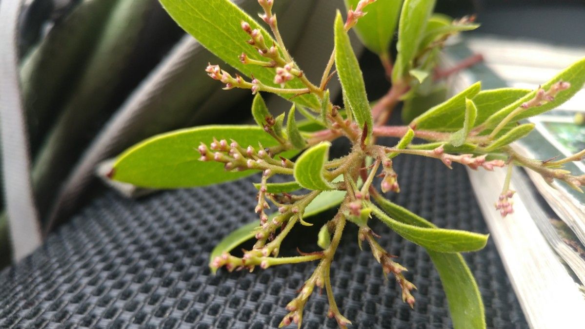 Arctostaphylos hispidula