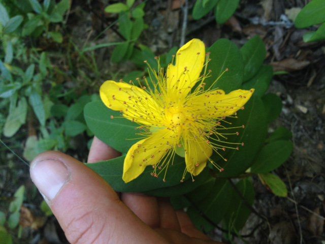 Hypericum calycinum