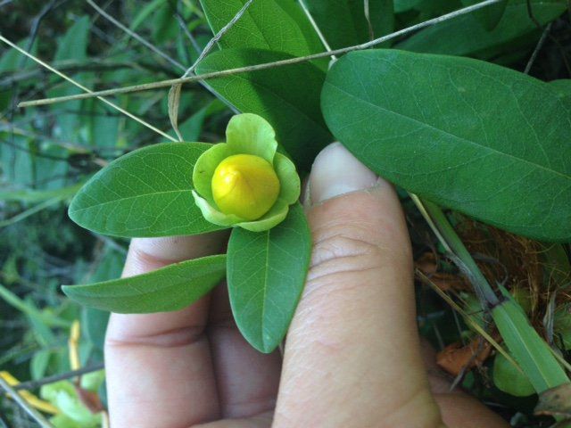 Hypericum calycinum