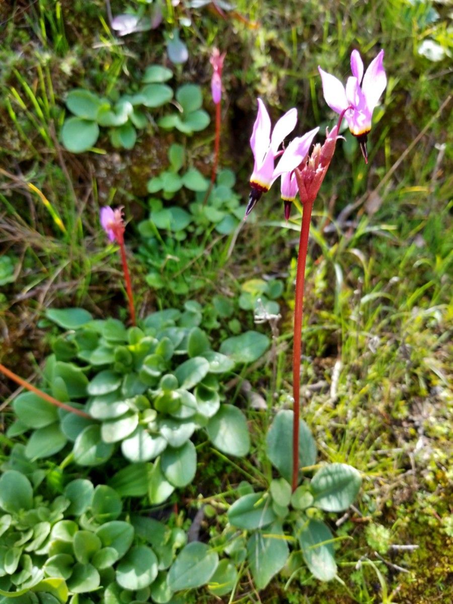 Primula hendersonii Calflora