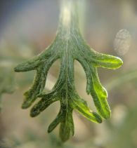Eriophyllum confertiflorum var. confertiflorum