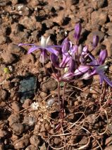 Brodiaea minor