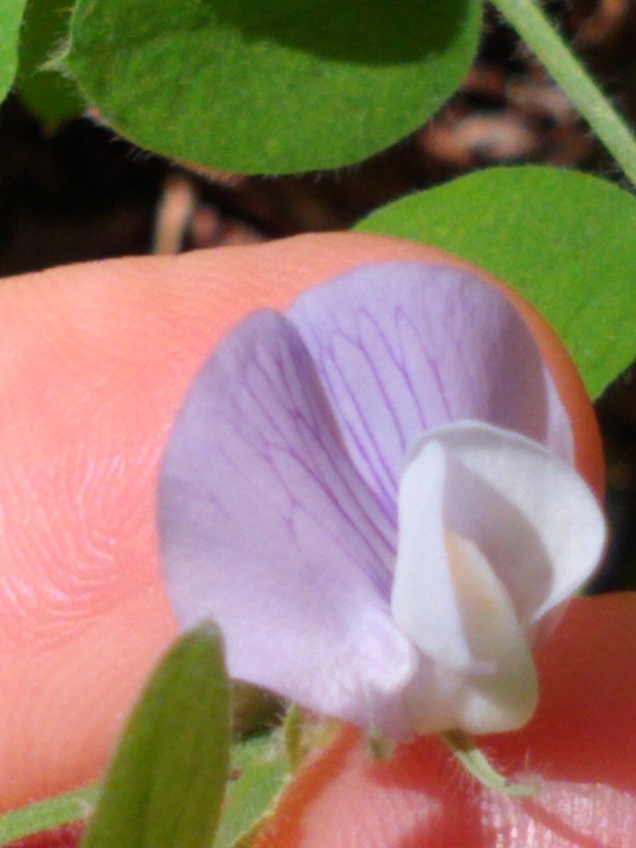 Lathyrus torreyi