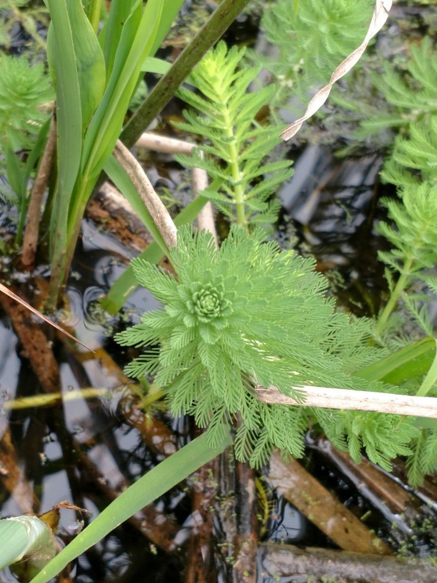 Myriophyllum aquaticum