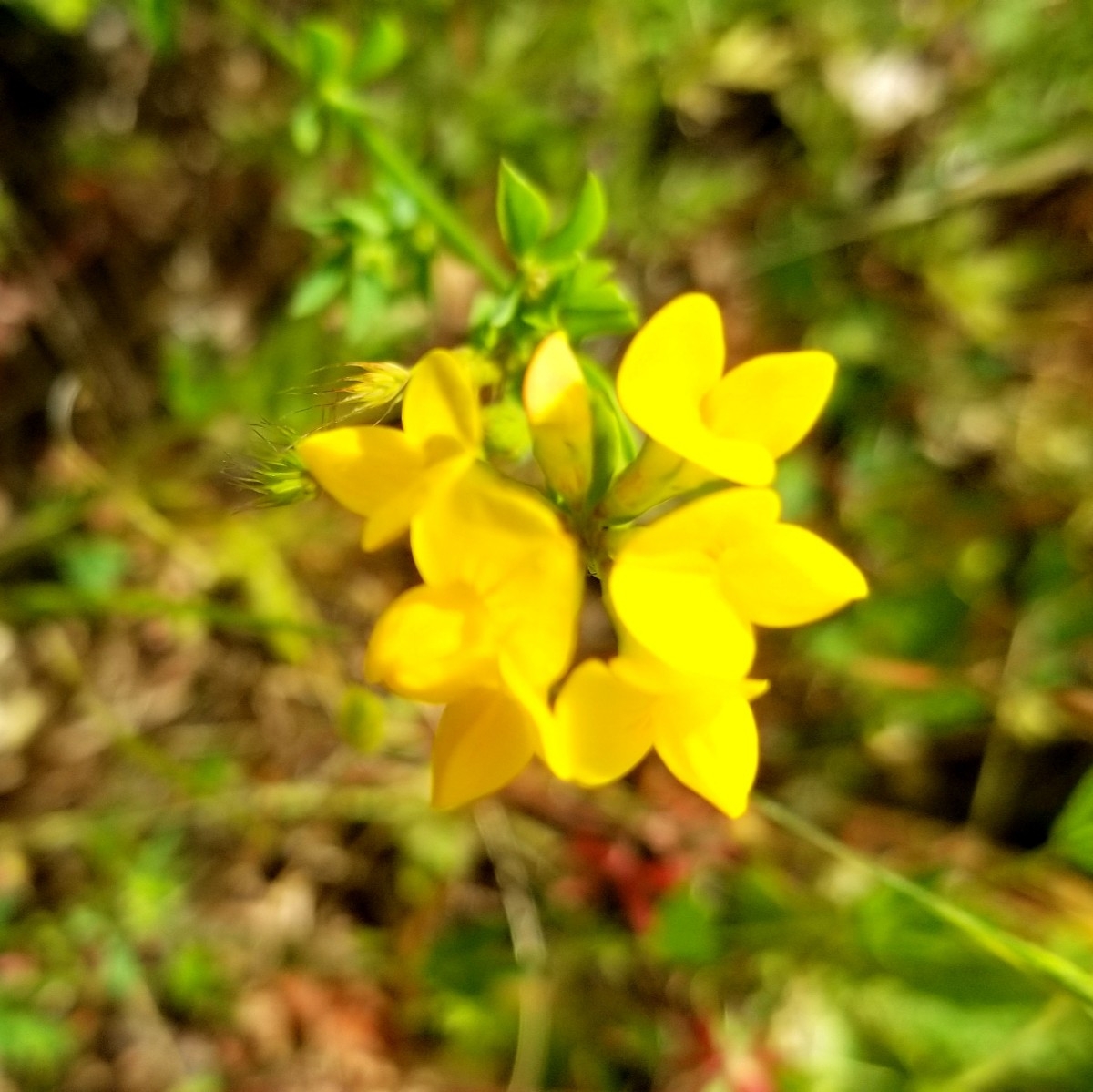 Lotus corniculatus Calflora