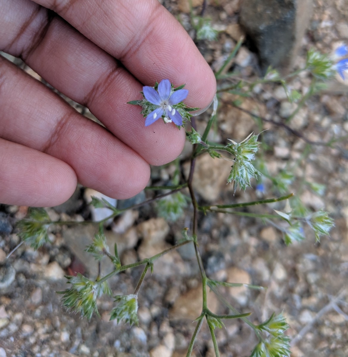 Eriastrum sapphirinum