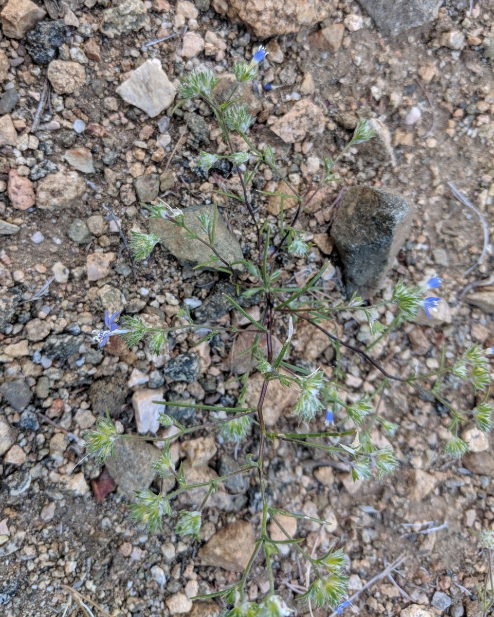 Eriastrum sapphirinum