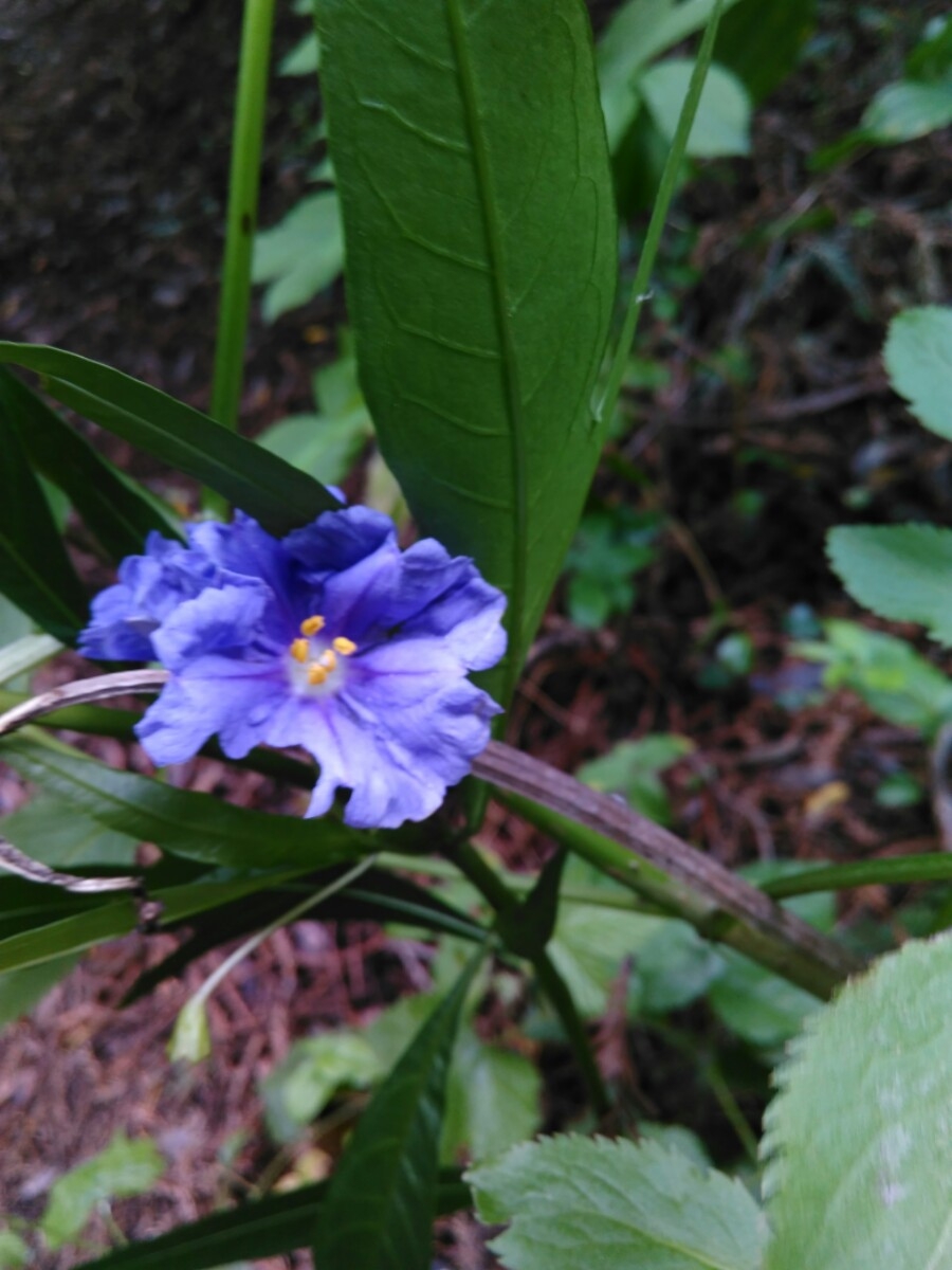 Solanum aviculare