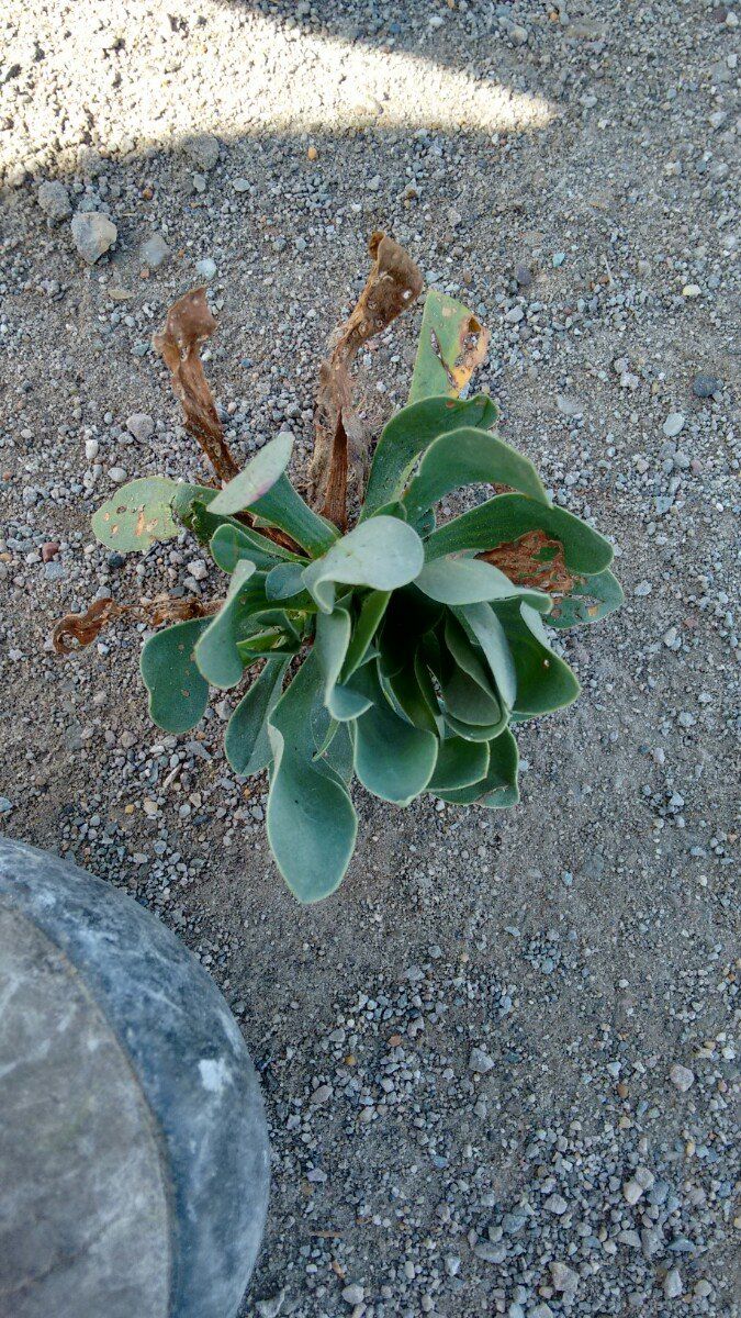 Limonium binervosum