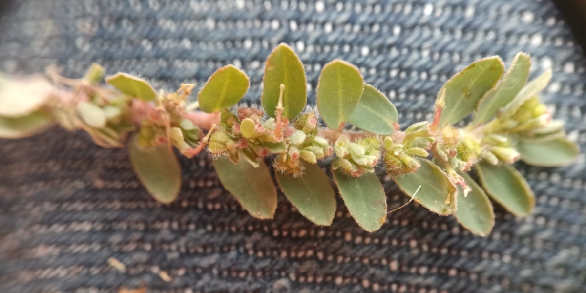 Euphorbia prostrata