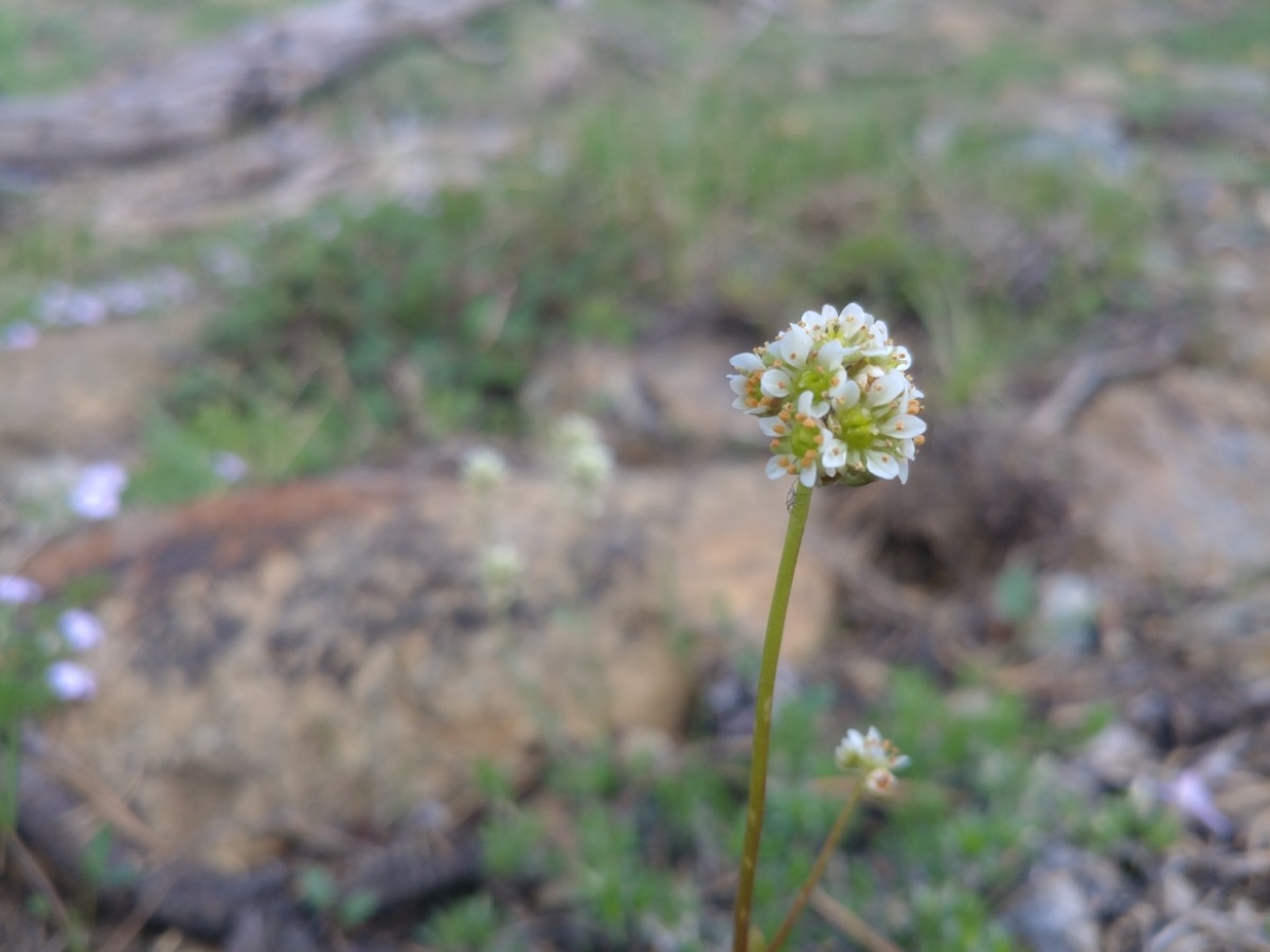 Micranthes aprica