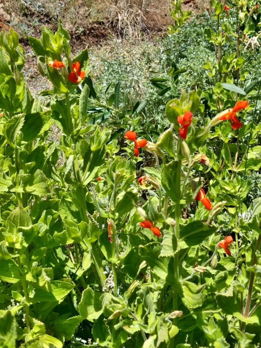 Erythranthe cardinalis Calflora