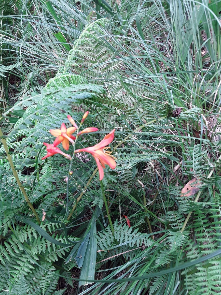 Crocosmia Xcrocosmiiflora