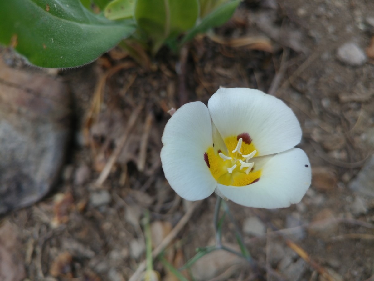 Calochortus leichtlinii