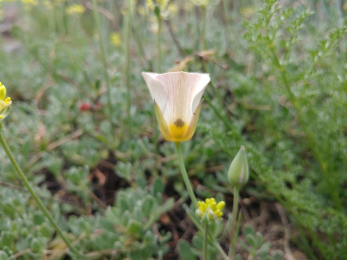 Calochortus leichtlinii