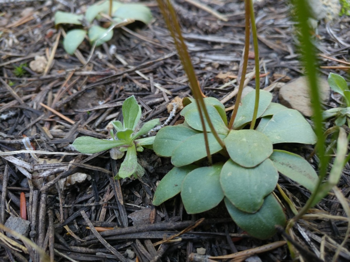 Micranthes aprica