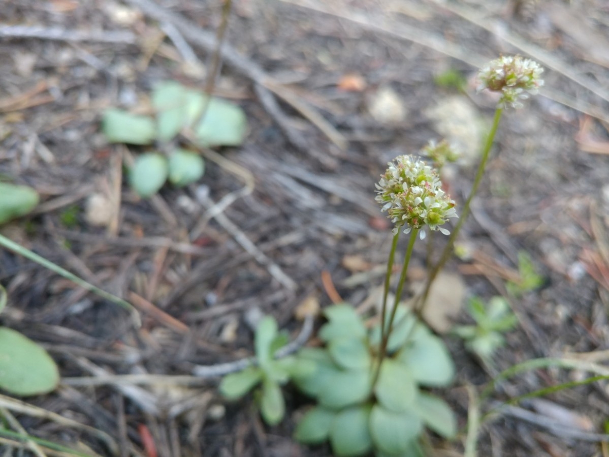 Micranthes aprica