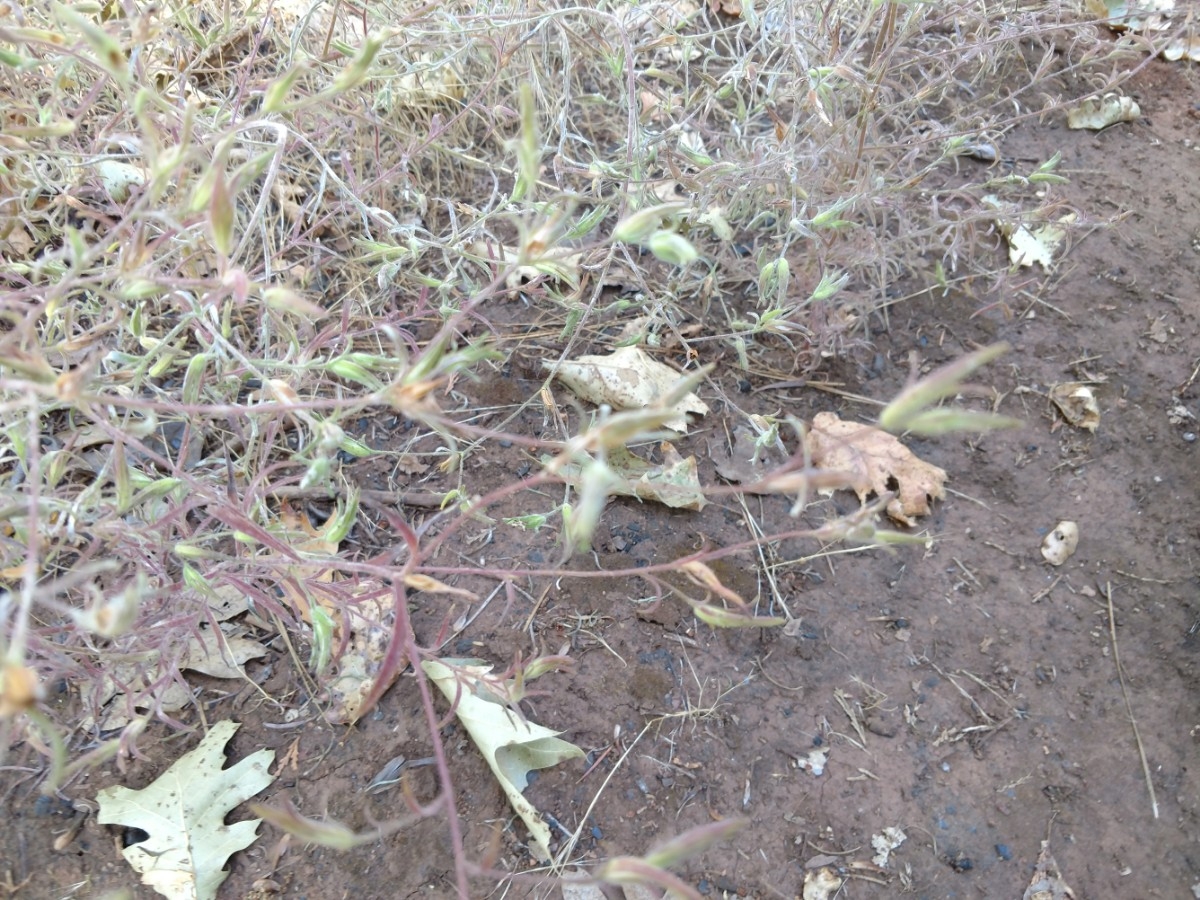 Cordylanthus pilosus ssp. hansenii