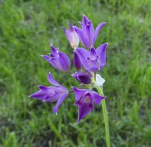 Allium peninsulare