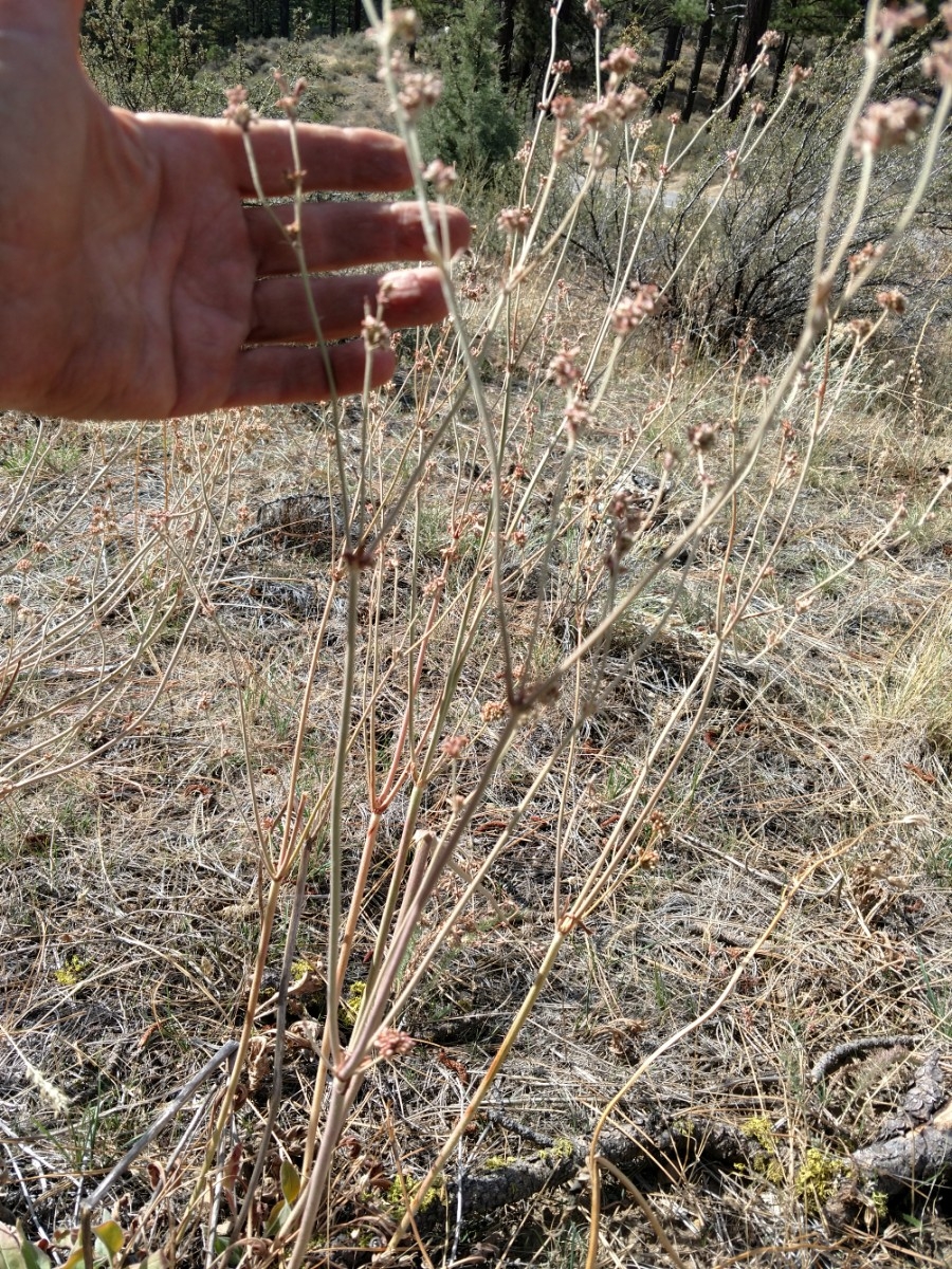 Eriogonum elatum var. villosum