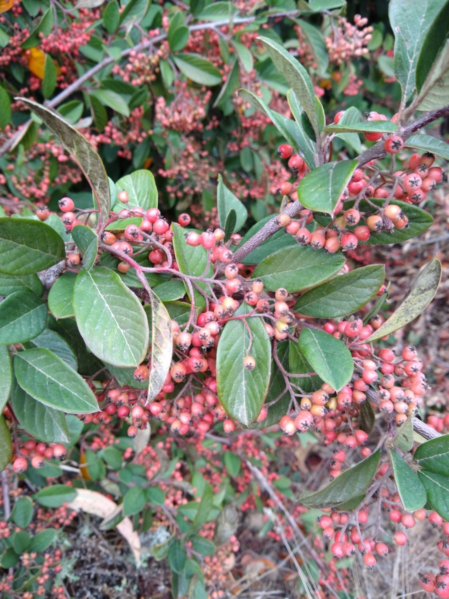 Cotoneaster lacteus