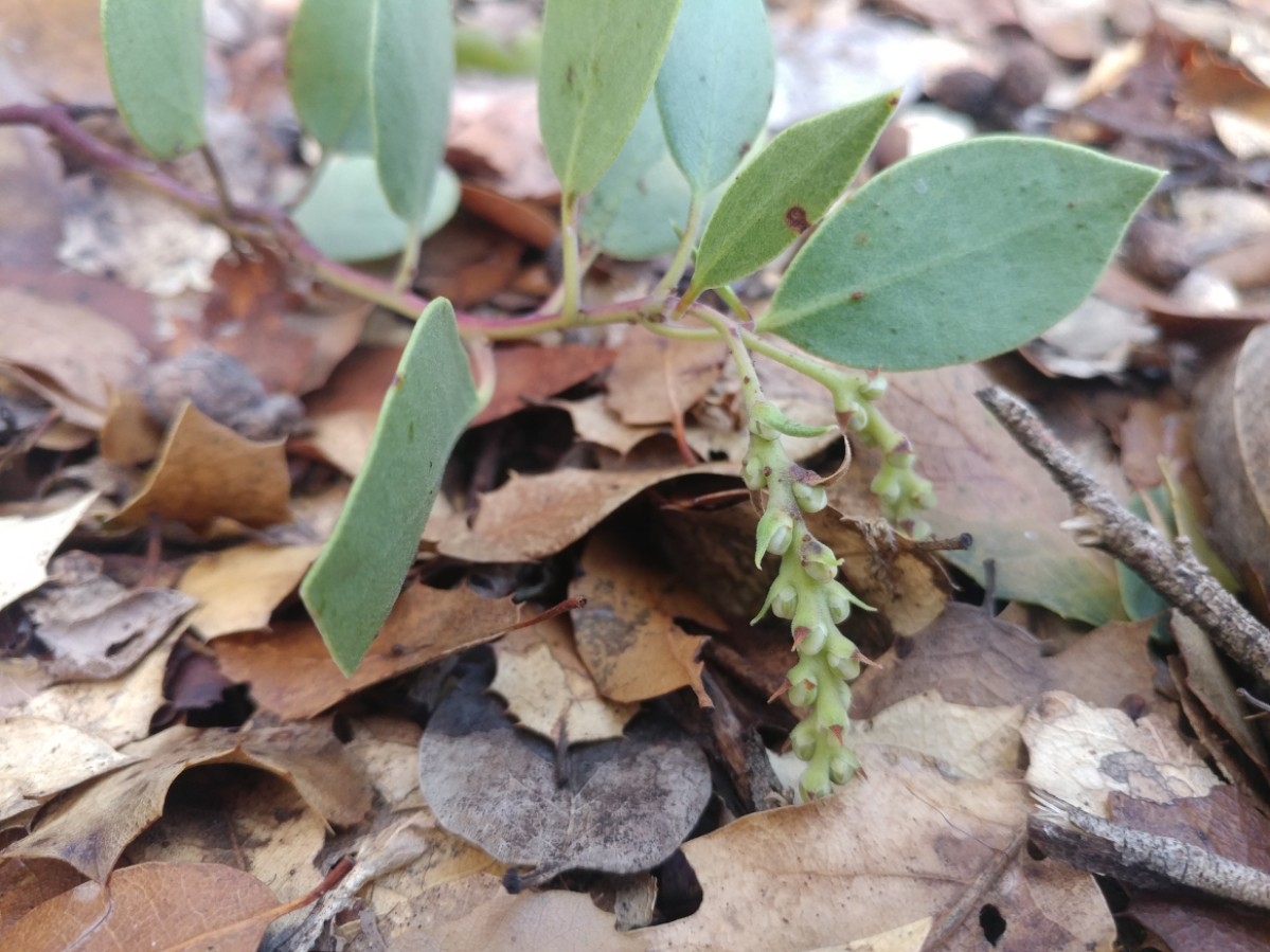 Arctostaphylos manzanita ssp. roofii