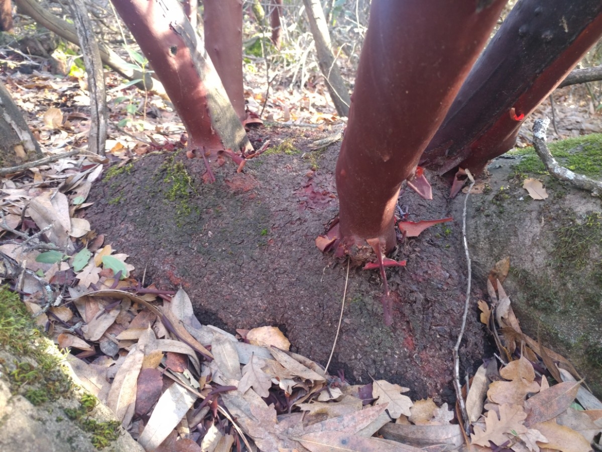 Arctostaphylos manzanita ssp. roofii