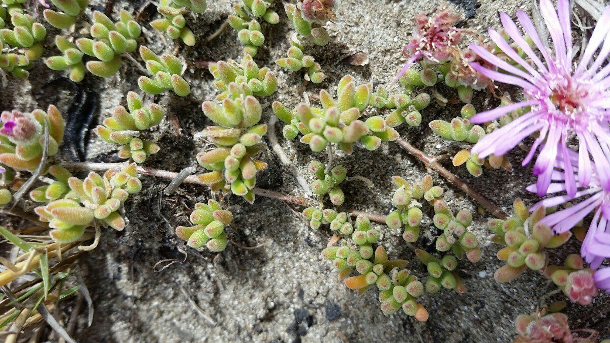 Drosanthemum floribundum