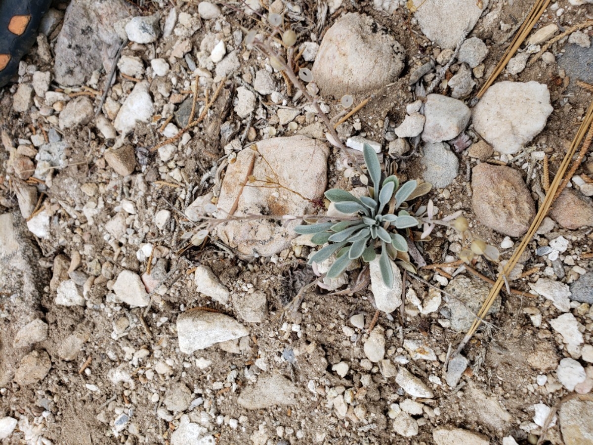 Physaria kingii ssp. bernardina