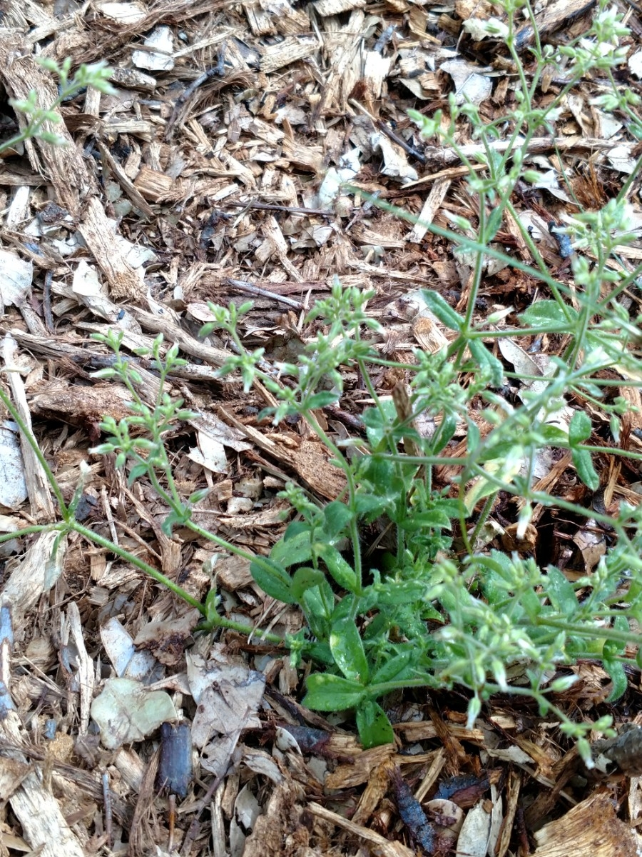 Cerastium fontanum ssp. vulgare