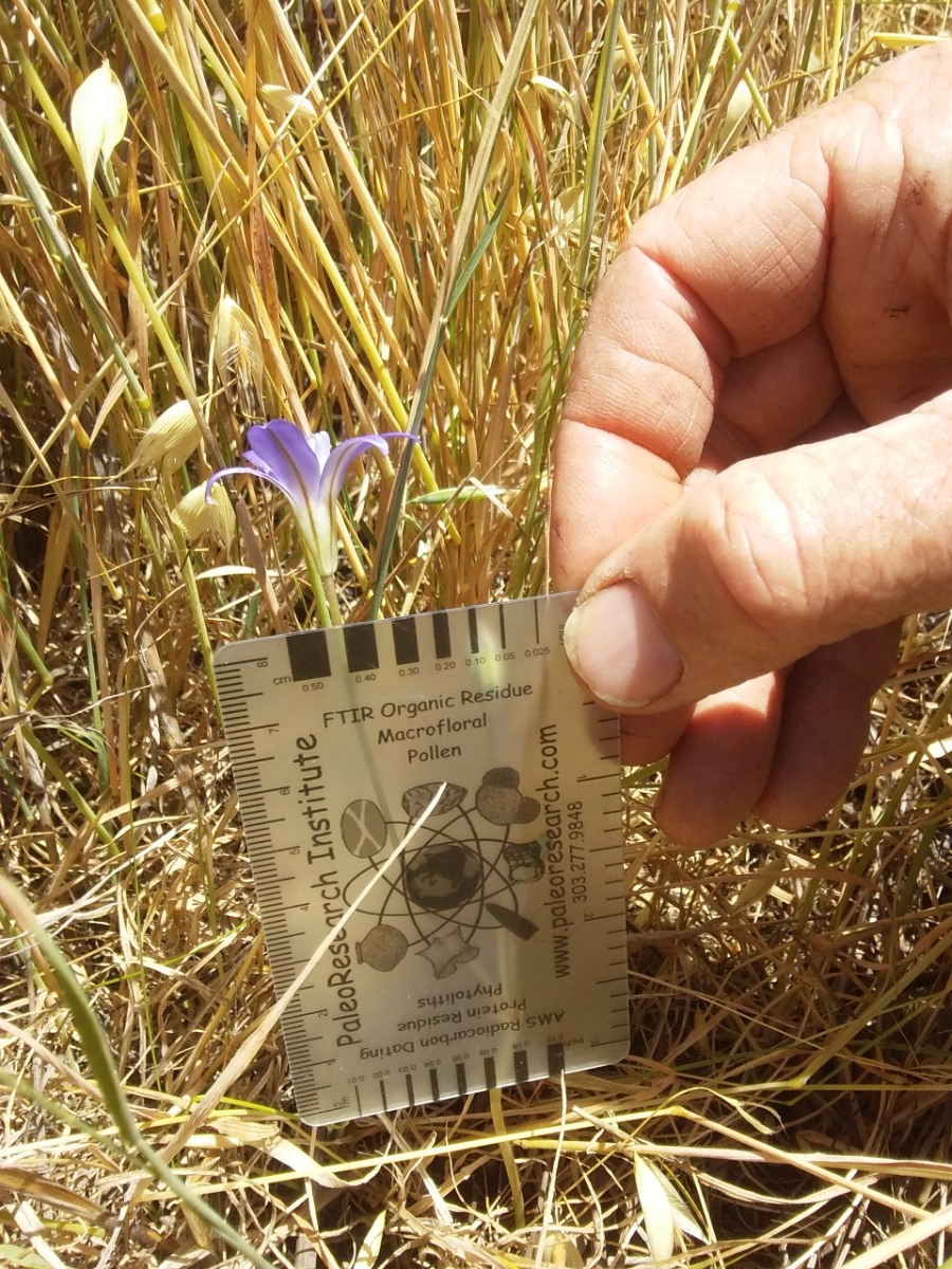 Brodiaea jolonensis