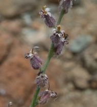 Streptanthus brachiatus ssp. hoffmani