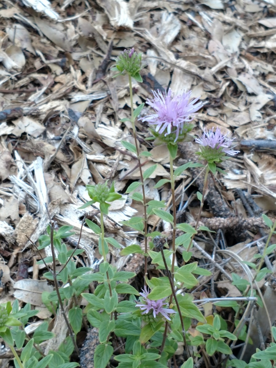 Monardella sheltonii