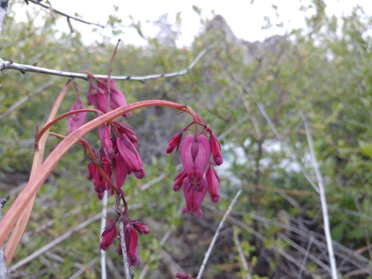 Dicentra formosa ssp. formosa