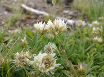 Trifolium longipes var. nevadense