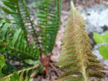 Polystichum imbricans ssp. imbricans