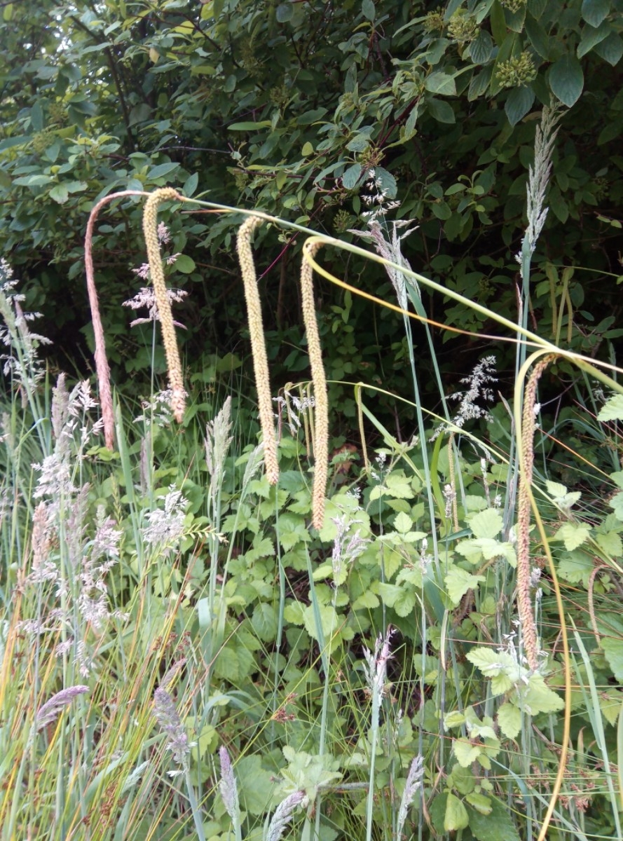 Carex pendula