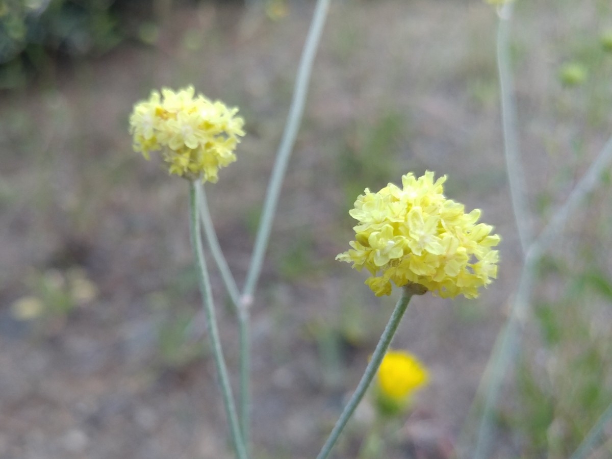 Eriogonum nudum var. oblongifolium