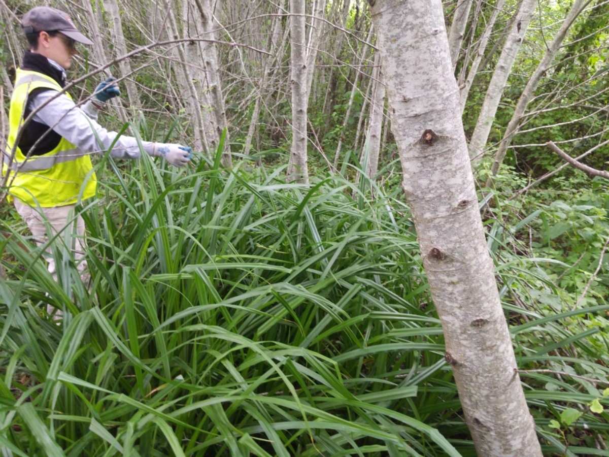 Carex pendula