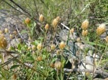 Trifolium longipes var. elmeri