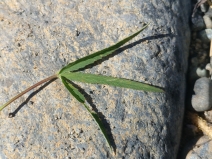 Trifolium longipes var. elmeri