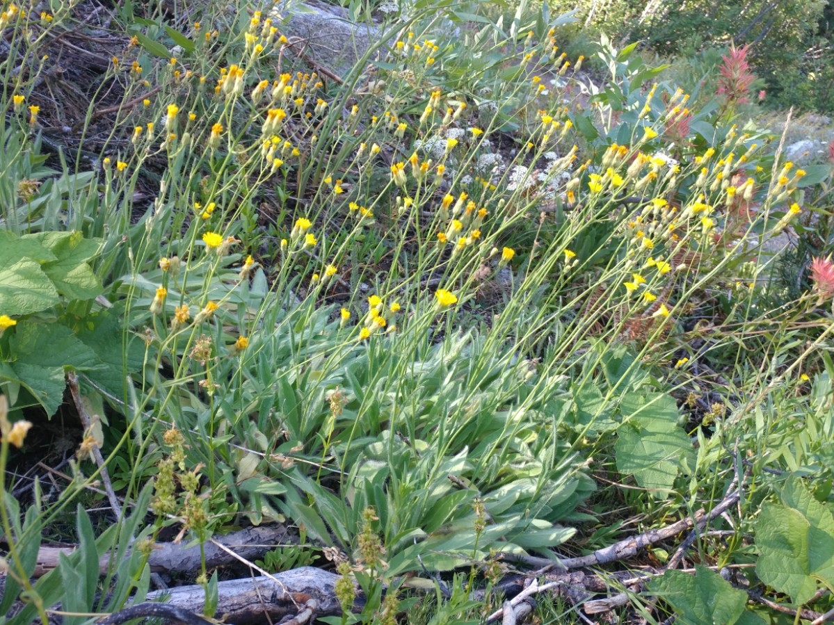 Hieracium scouleri