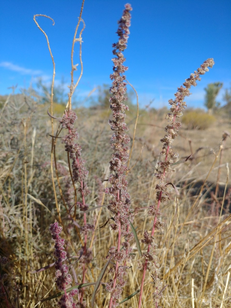 Amaranthus fimbriatus