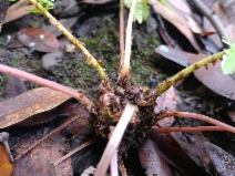 Athyrium filix-femina var. cyclosorum