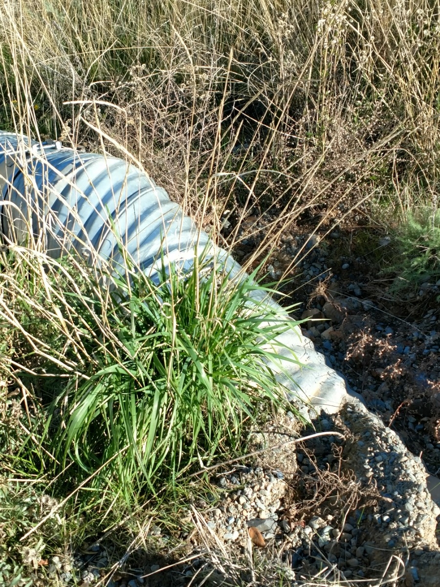 Elymus trachycaulus ssp. trachycaulus