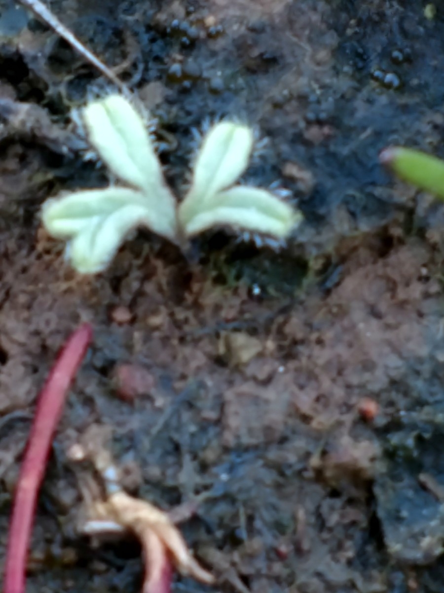 Riccia trichocarpa