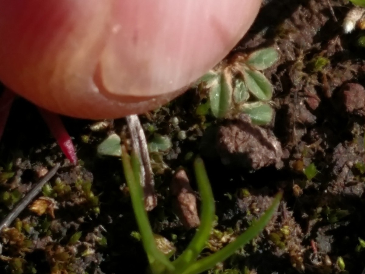 Riccia trichocarpa