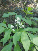 Sambucus racemosa ssp. pubens